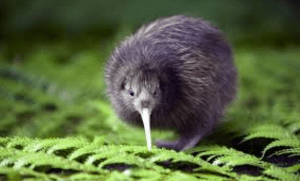 http://activeadventures.com/new-zealand/about/nature/birds-of-new-zealand/kiwi